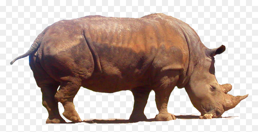 Download Rhinoceros Png Clipart - Rhinoceros, Transparent Png - rhinoceros png