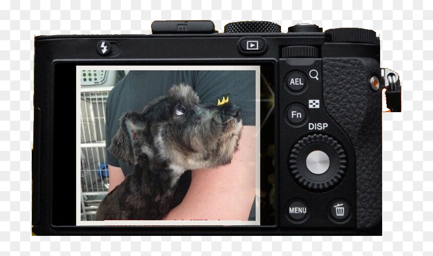 Digital Slr, HD Png Download - schnauzer png
