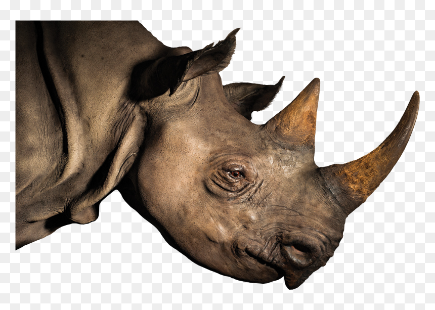 Rhinoceros Horn Elephant Loveliveserve - Rhinoceros Head Png, Transparent Png - rhinoceros png