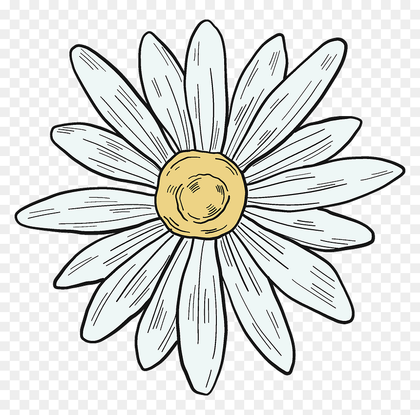 Daisy Clipart - Camomile, HD Png Download - daisy clipart png