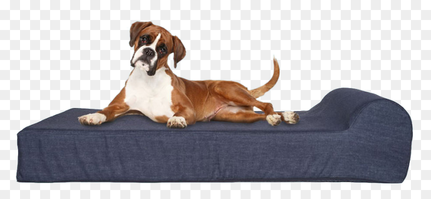 Dog On Bed - American Boxer Dogs, HD Png Download - dog bed png
