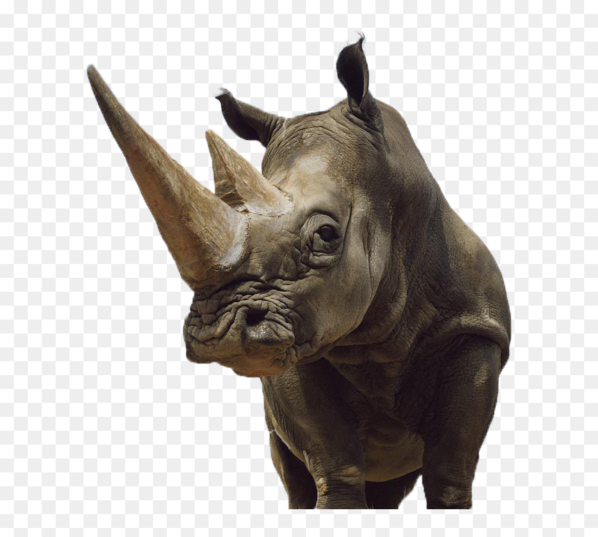 Rhinoceros Clipart Sumatran Rhino - C13t10024010, HD Png Download - rhinoceros png