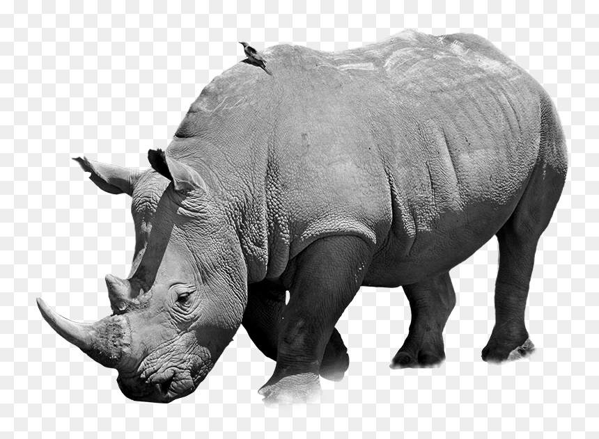Black Rhinoceros, HD Png Download - rhinoceros png