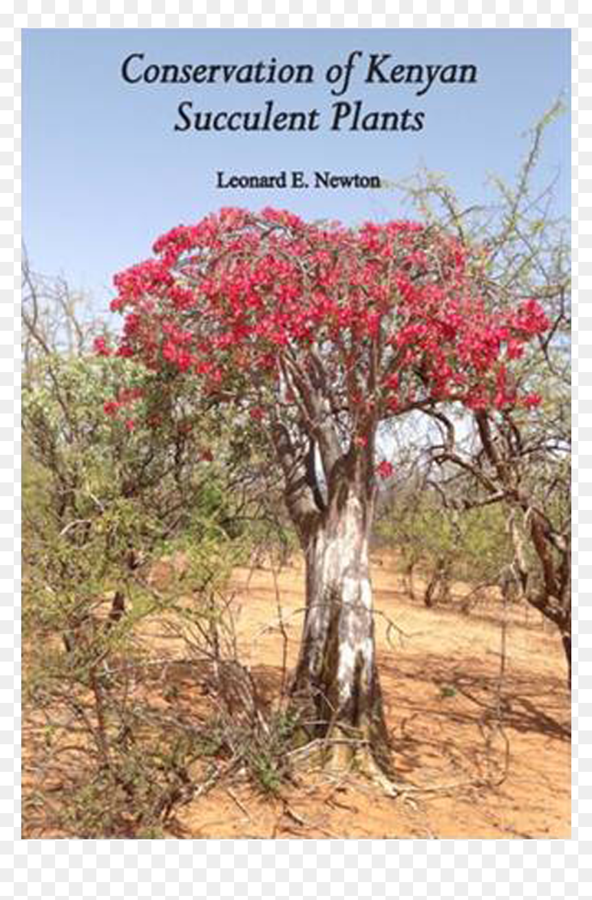 Swamp Maple, HD Png Download - desert plants png