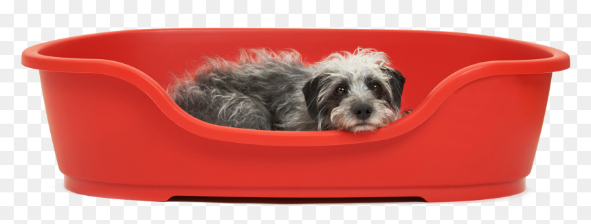 Cocker Spaniel Clipart , Png Download - Morkie, Transparent Png - dog bed png