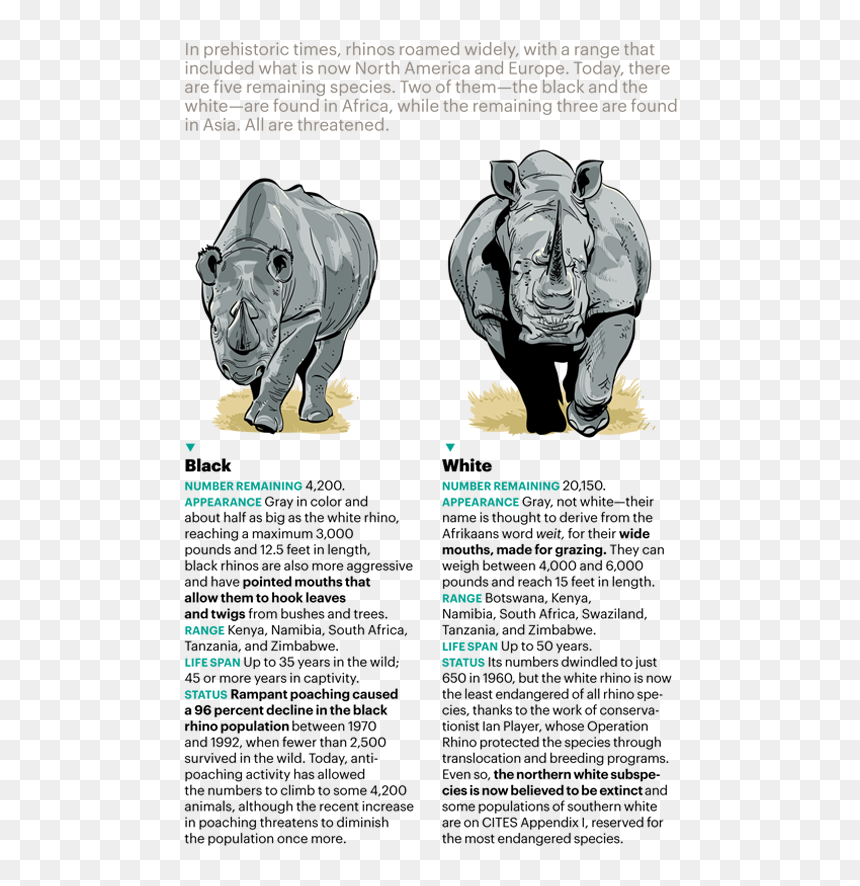 Indian Rhinoceros, HD Png Download - rhinoceros png
