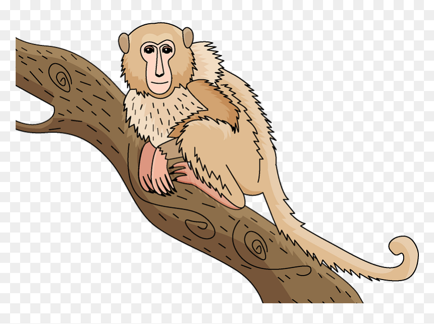 Monkey Clipart - Rhesus Macaque, HD Png Download - monkey clipart png