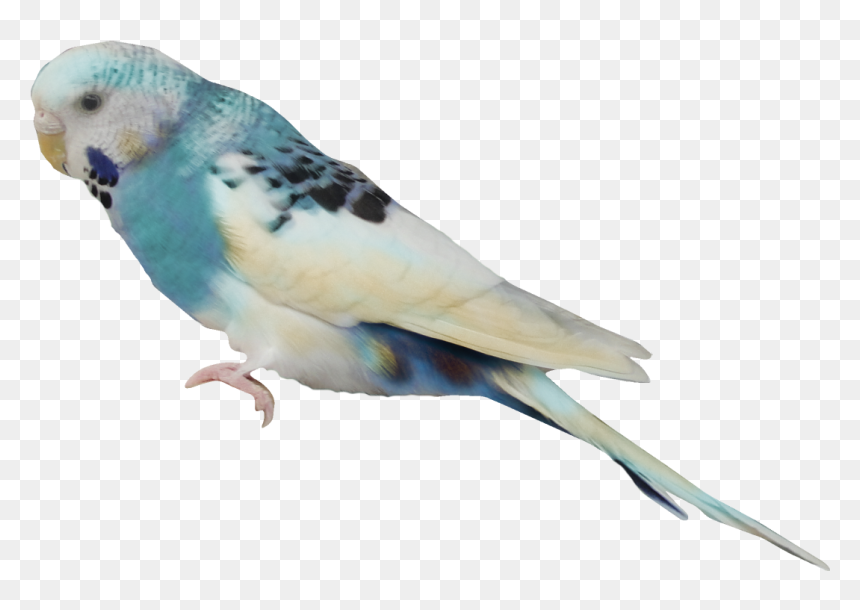 Aves Png Free Download - Aves En Png, Transparent Png - aves png