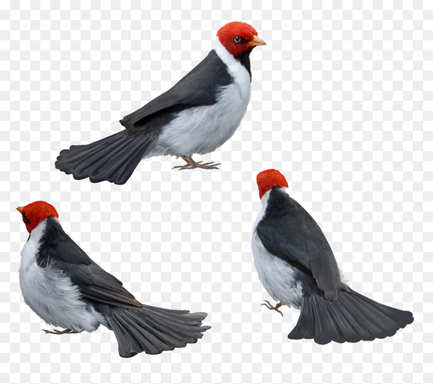Bird , Png Download - Finch, Transparent Png - aves png