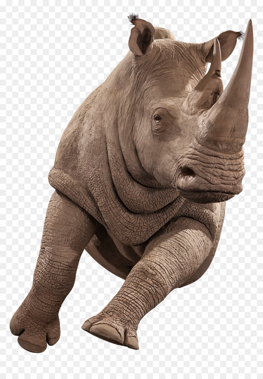 Indian Rhinoceros, HD Png Download - rhinoceros png