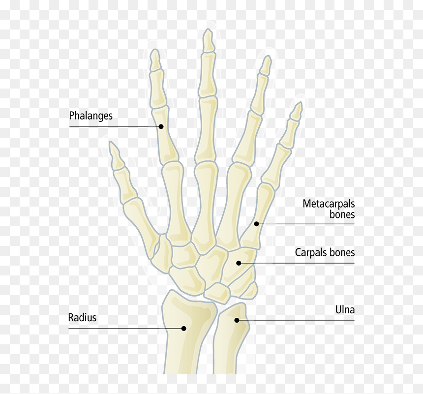 Radiography, HD Png Download - skeleton hands png
