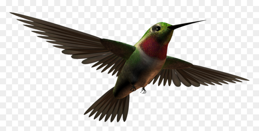 Free Download Aves Clipart Hummingbird - Aves Png, Transparent Png - aves png