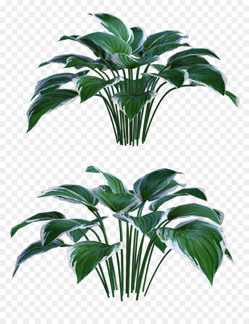 Palm Tree, HD Png Download - outdoors png
