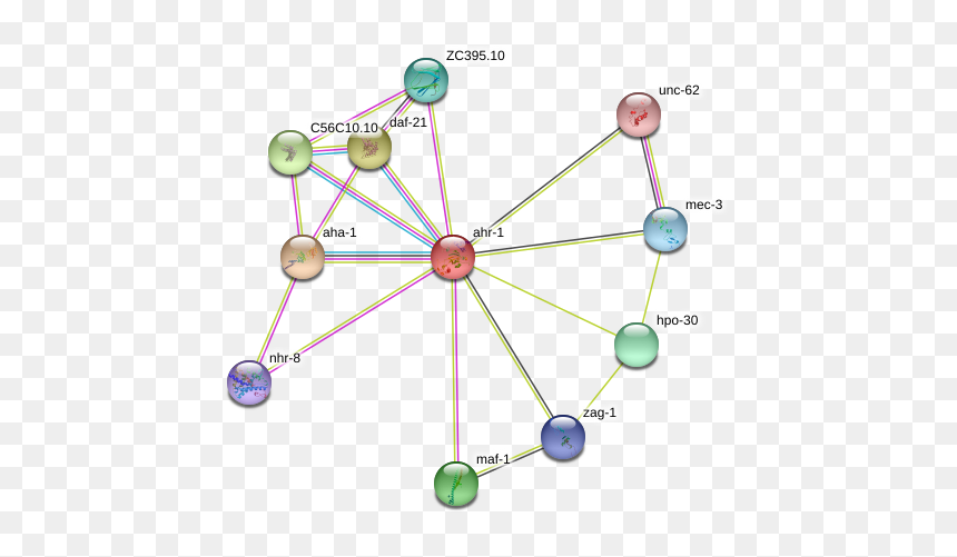 Ahr-1 Protein - Circle, HD Png Download - mal descendants png