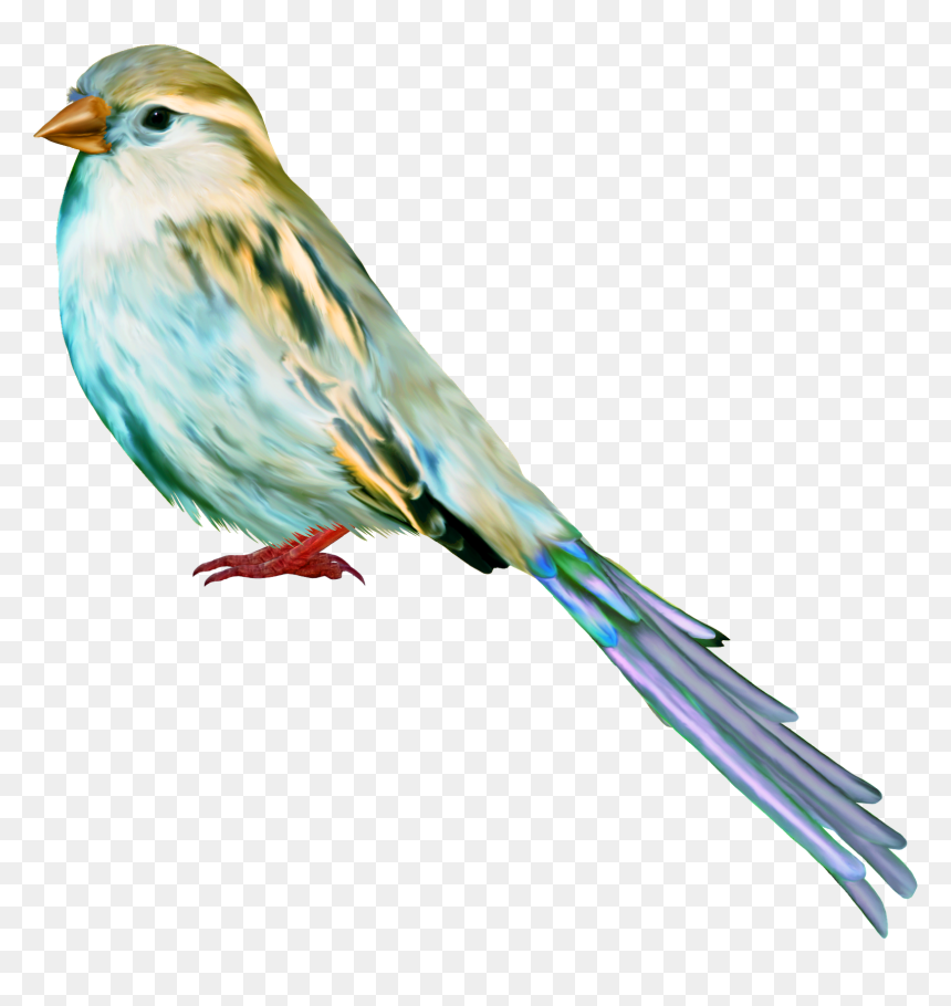 Tube, Birds, Los Tipitos, Art, Craft Art, Kunst, Bird, - Birds, HD Png Download - aves png