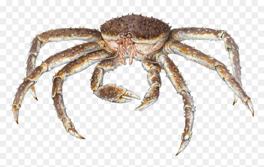 King Crabs Transparent Background, HD Png Download - sushi clipart png