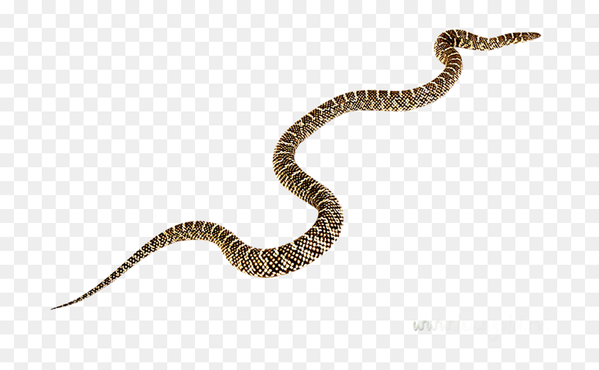Transparent Viper Clipart - Black Mamba, HD Png Download - black mamba png