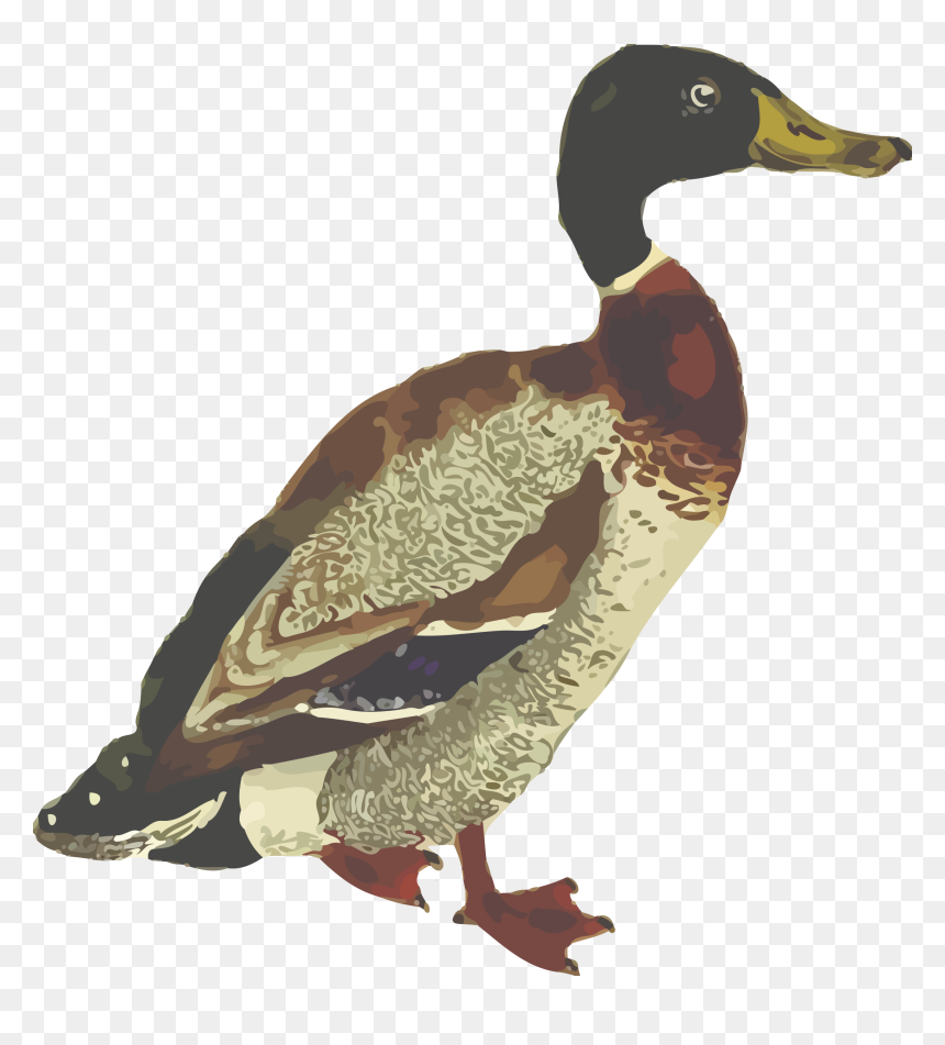 Graficos De Aves , Png Download - Graficos De Aves, Transparent Png - aves png