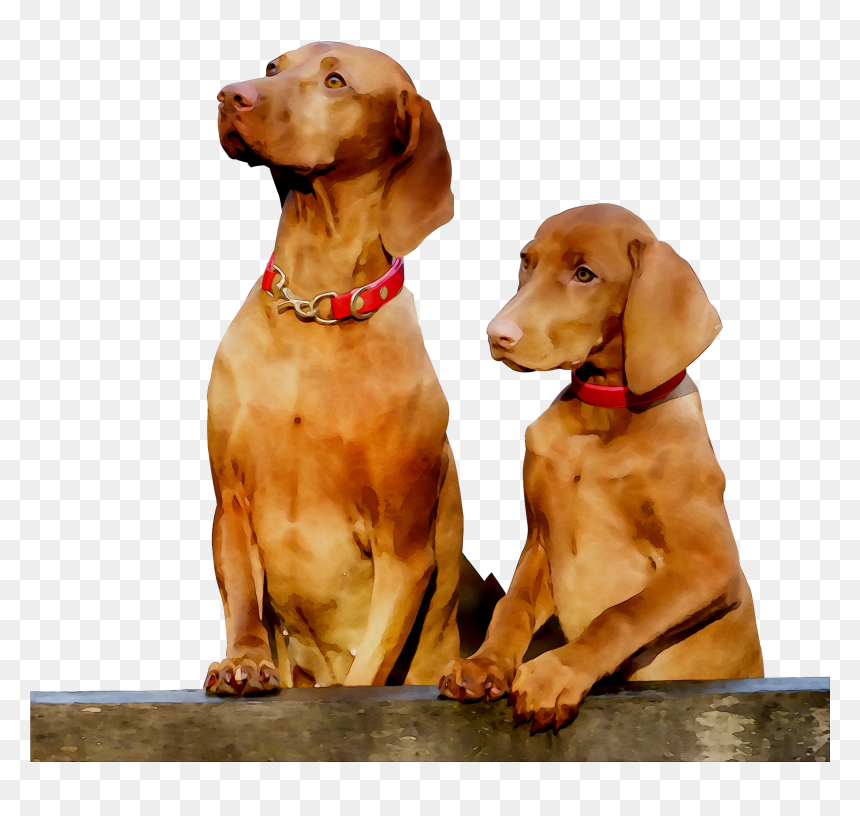 Pointing Breed Gun Dog Vizsla Companion Clipart - Dog, HD Png Download - pointing gun png