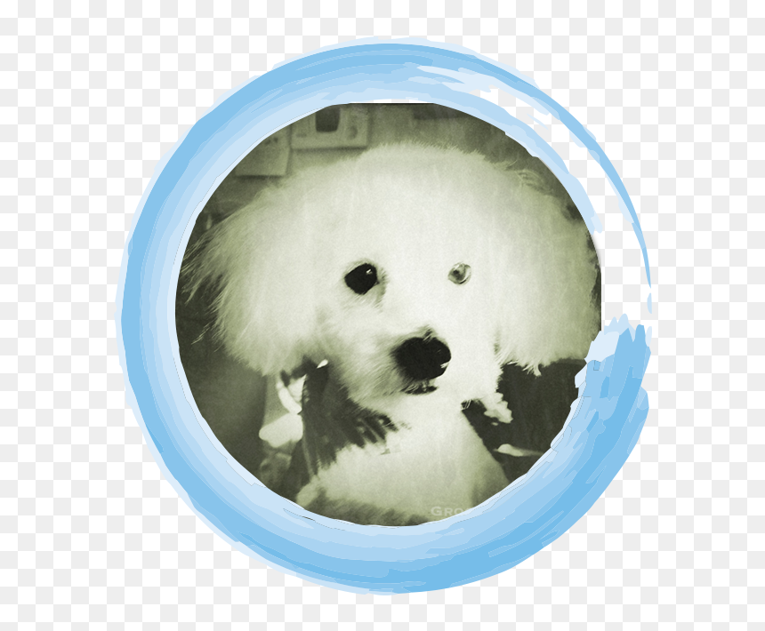 Companion Dog, HD Png Download - circled png