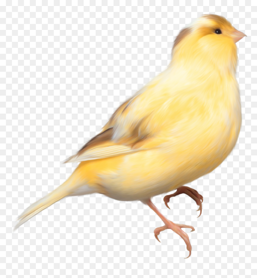 Aves - Yellow Bird Transparent Background, HD Png Download - aves png