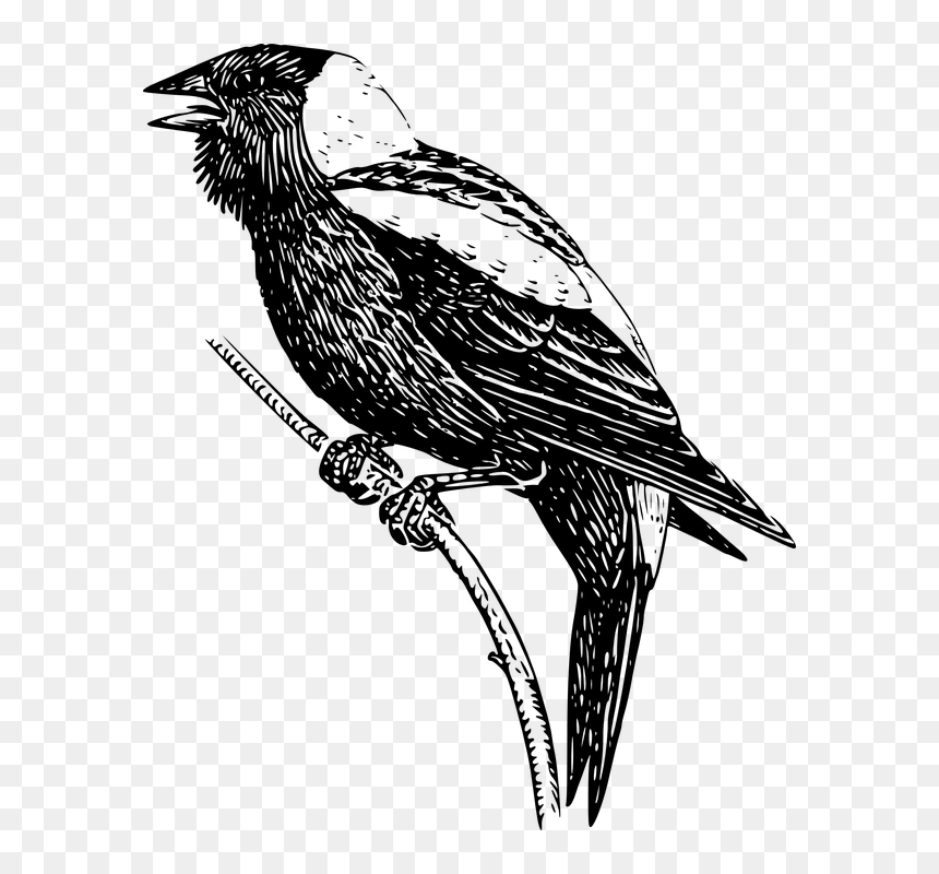Drawing Of A Bobolink, HD Png Download - aves png