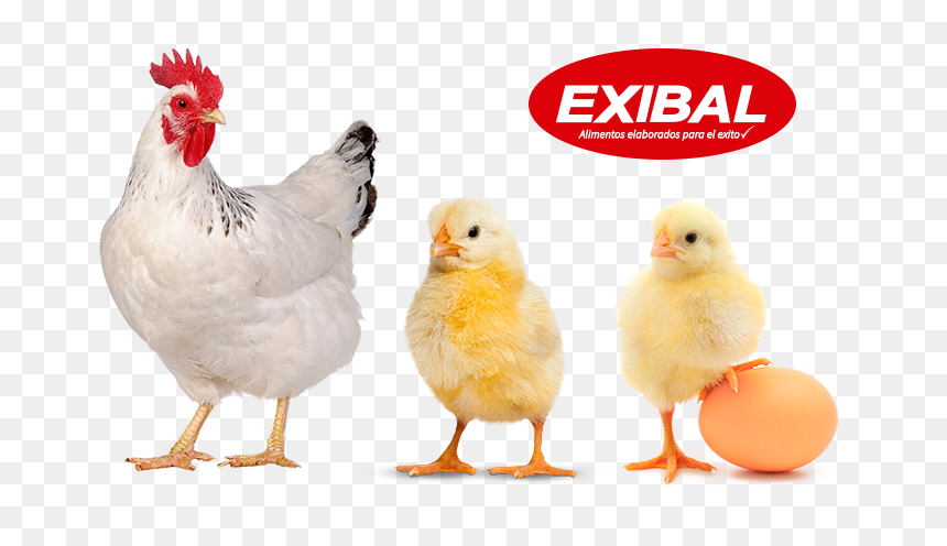 Transparent Chicken Png, Png Download - aves png