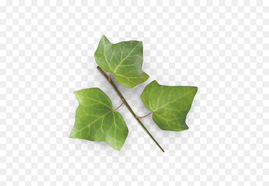 Clock, HD Png Download - ivy leaf png