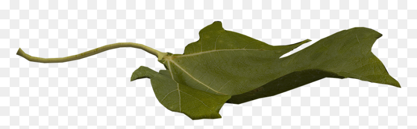 Maple, HD Png Download - flying leaves png
