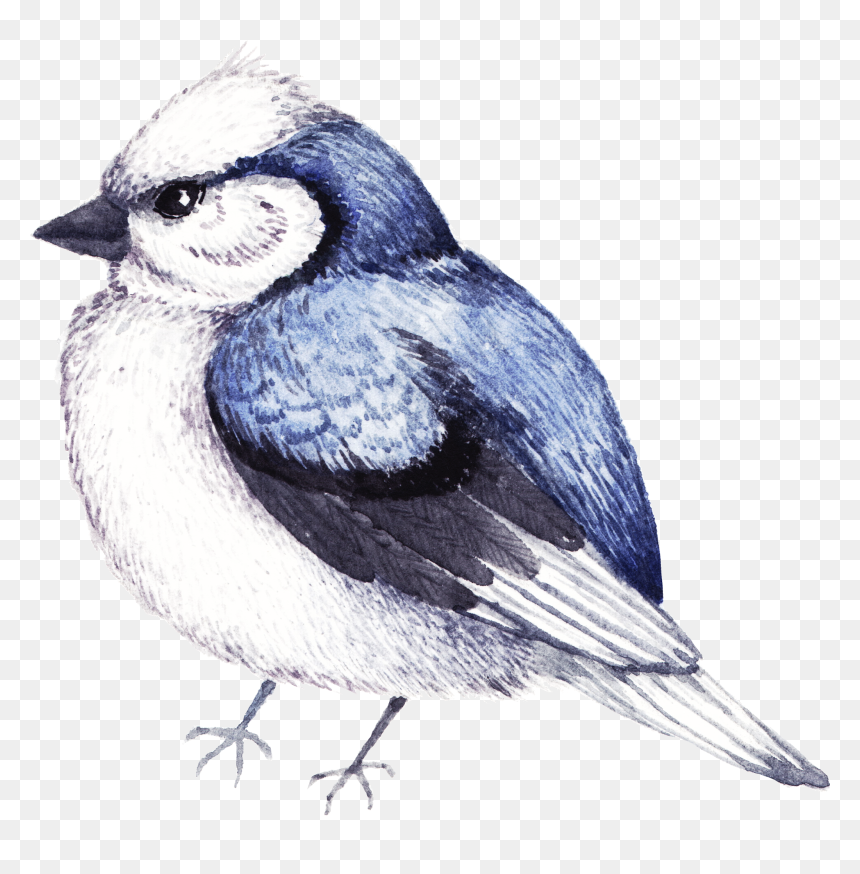 Watercolor Painting, HD Png Download - aves png
