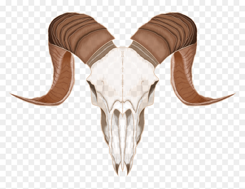 Skulls On Behance - Png Goat Skull, Transparent Png - goat skull png