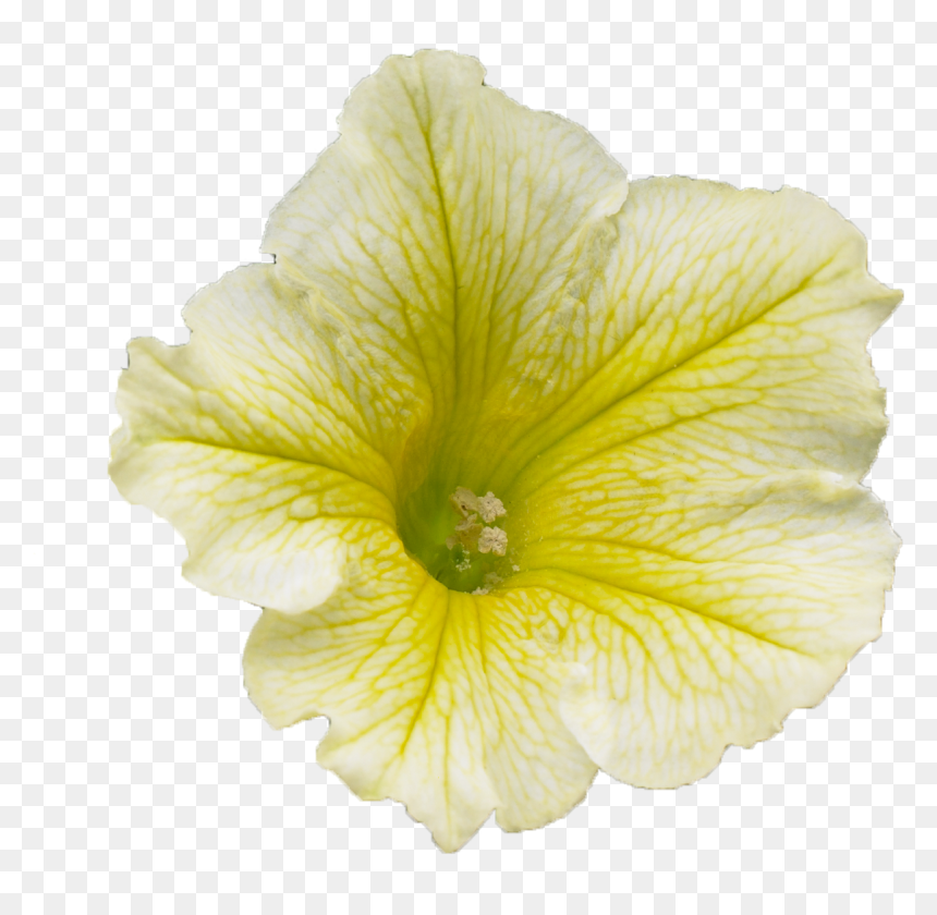 Petunia, HD Png Download - petunia png