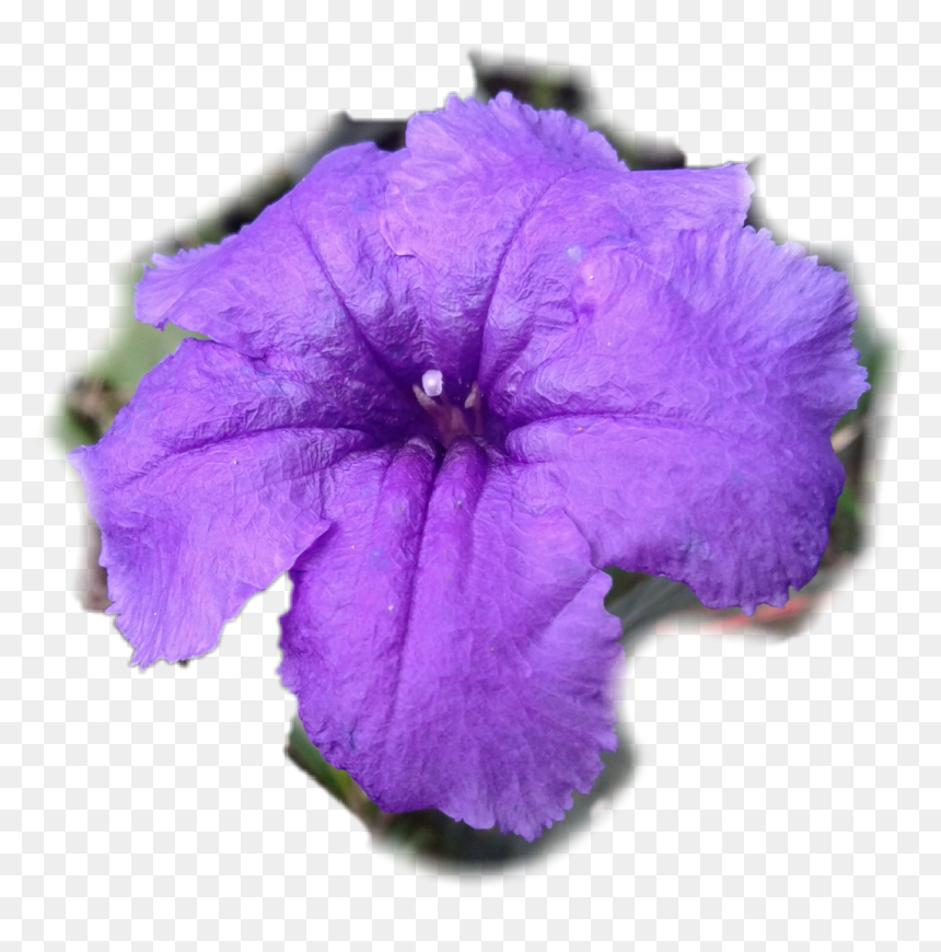 Petunia Png , Png Download, Transparent Png - petunia png