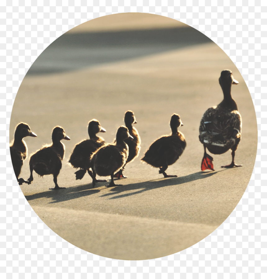 Transparent Swan Silhouette Png - Line Up Ducks, Png Download - swan silhouette png