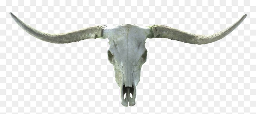 Long Horn Skull - Texas Longhorn, HD Png Download - goat skull png