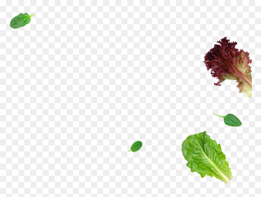 Red Leaf Lettuce, HD Png Download - flying leaves png