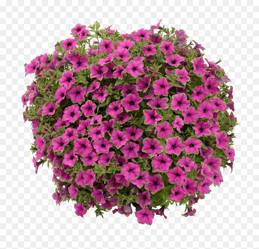 Petunia Cascadias Pitaya, HD Png Download - petunia png