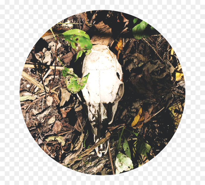 Skull - Grass, HD Png Download - goat skull png