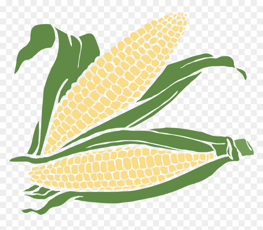 Transparent Background Corn Clipart, HD Png Download - corn plant png