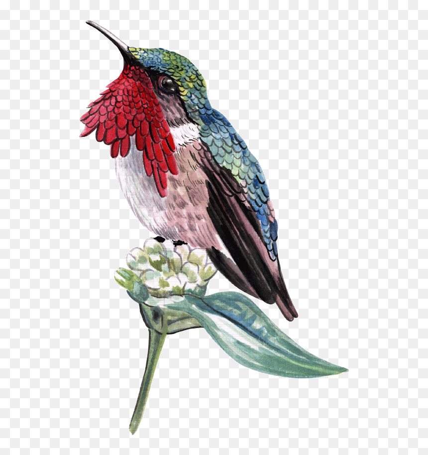 Aves - Wine Throated Hummingbird Atthis Ellioti )- - Birds, HD Png Download - aves png