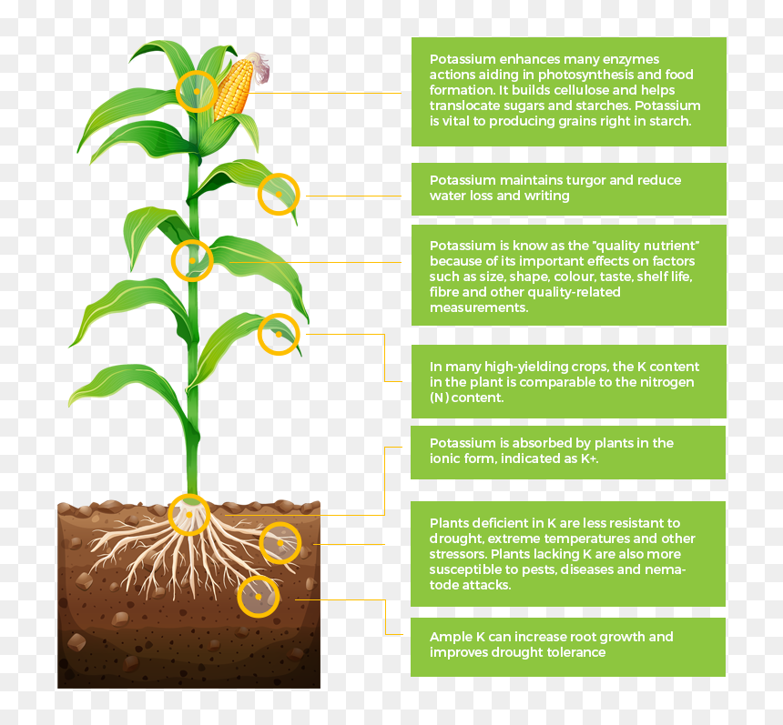 It Plays A Part In Many Important Regulatory Roles - Need Of Potassium For Plants Growth, HD Png Download - corn plant png