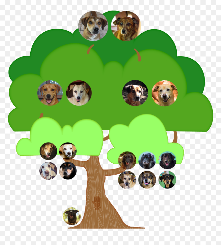 Three Generations Of A Real Family, And Two Adopted - Kartun Pohon Dengan 7 Buah, HD Png Download - family cartoon png