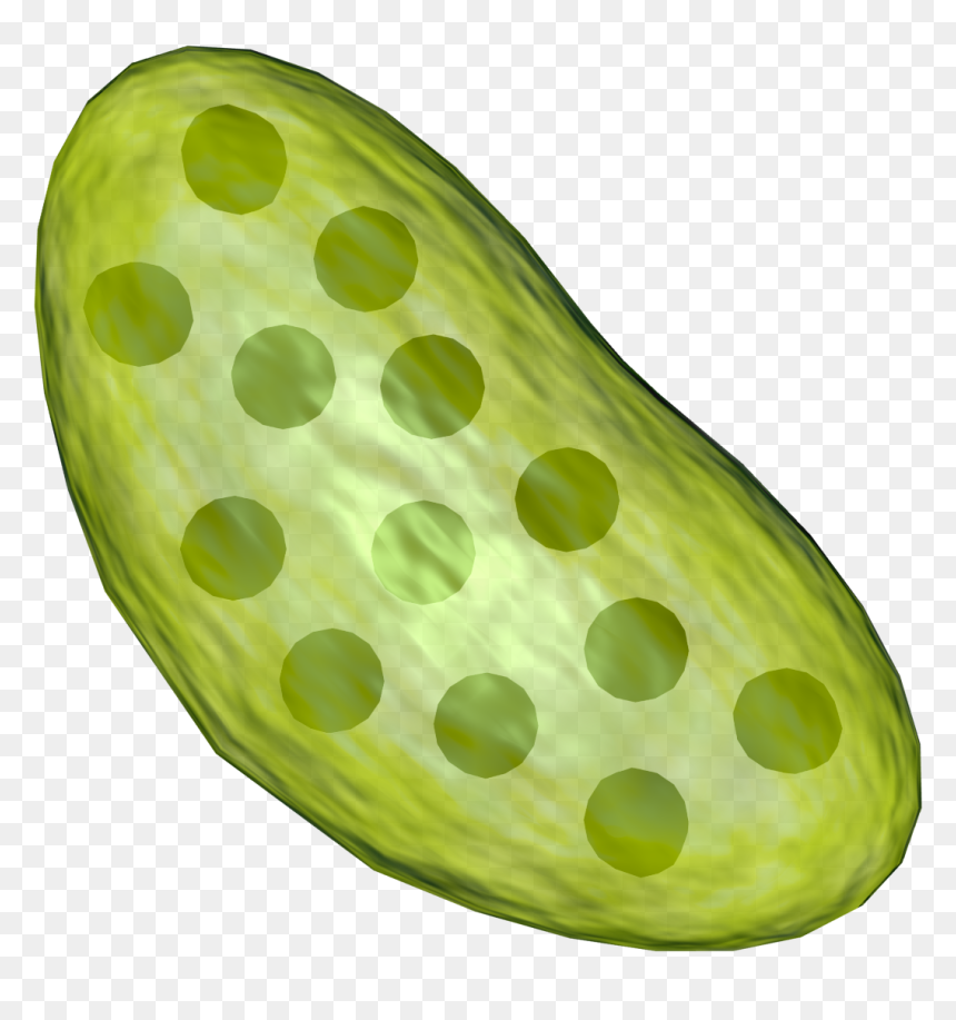 Transparent Image Of Chloroplast , Png Download - Full Picture Of Chloroplast, Png Download - chloroplast png