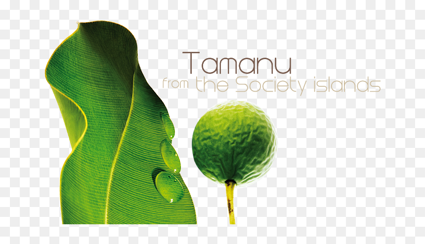 Tree, HD Png Download - ingredients png