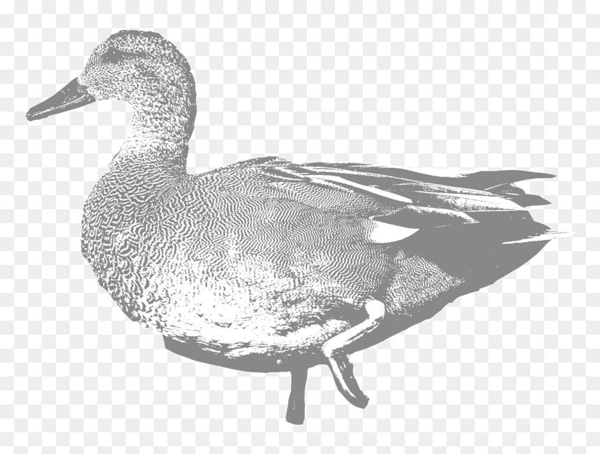 Transparent Swan Silhouette Png - Mallard, Png Download - swan silhouette png