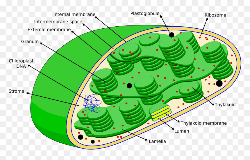 Cell Eng Organelle Photosynthetic - Dna In A Chloroplast, HD Png Download - chloroplast png