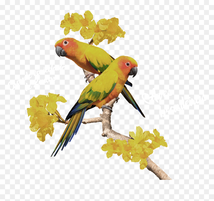 Macaw, HD Png Download - aves png