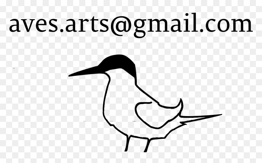 Damara Tern Email-1 - Coraciiformes, HD Png Download - aves png