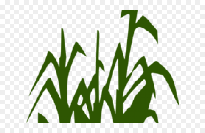 Stalk Clipart Clipart Corn - Clipart Black And White Corn Stalks, HD Png Download - corn plant png