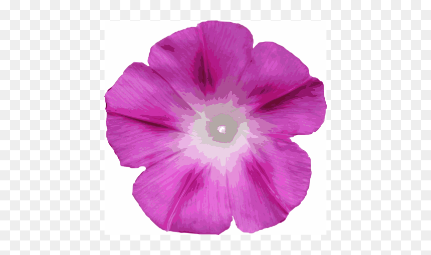Morning Glory Cutout - Morning Glory Flowers Ala, HD Png Download - petunia png